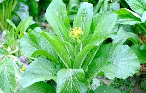 菜心的種植方法，要注意病蟲害防治