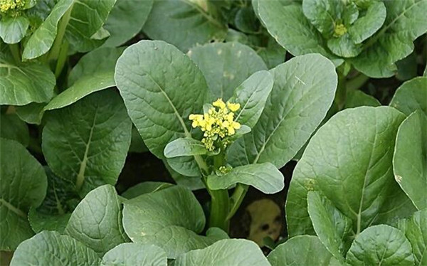 菜心的種植方法，要注意病蟲害防治