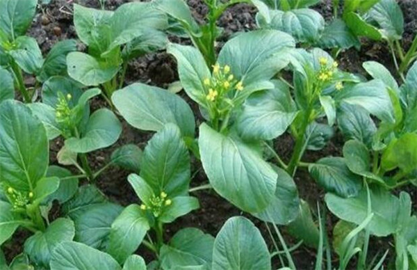 菜心的種植方法，要注意病蟲害防治