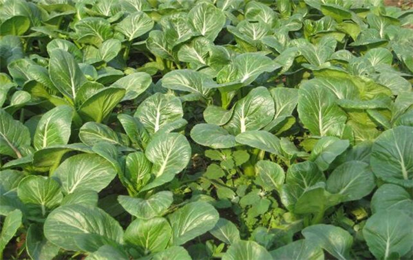 菜心的種植方法，要注意病蟲害防治
