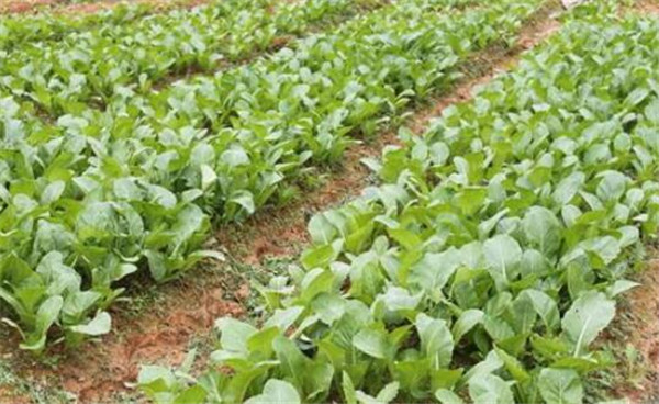 上海青的種植方法，選用良種做好田間管理