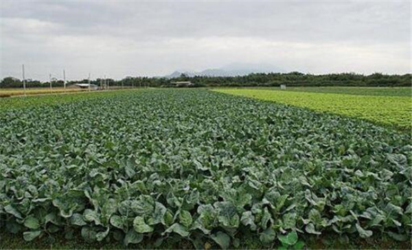 種植芥藍(lán)需要注意什么，溫度和光照要合理