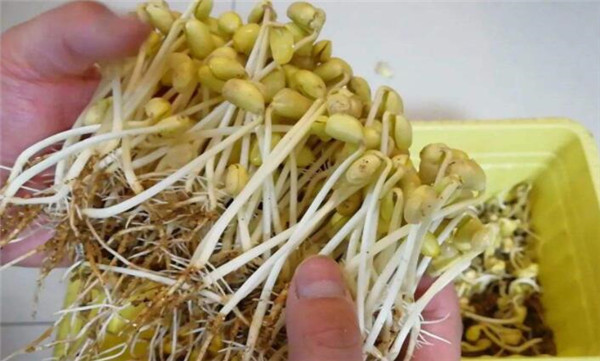 黃豆芽怎么發最快又好，黃豆芽怎么發