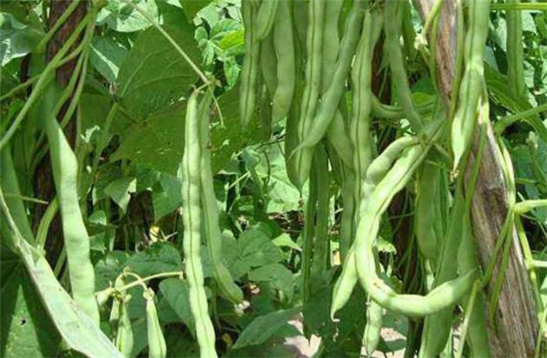 蕓豆怎么種才能高產，種植蕓豆的高產方法