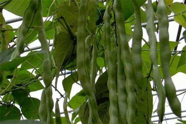 蕓豆怎么種才能高產，種植蕓豆的高產方法