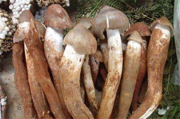 雞樅菌價格多少錢一斤，雞樅菌價格100多左右一斤