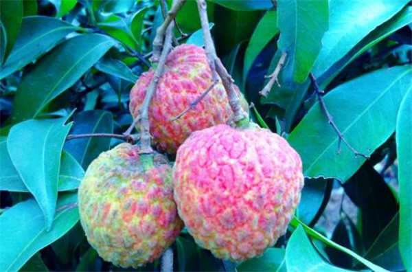 荔枝什么時(shí)候成熟