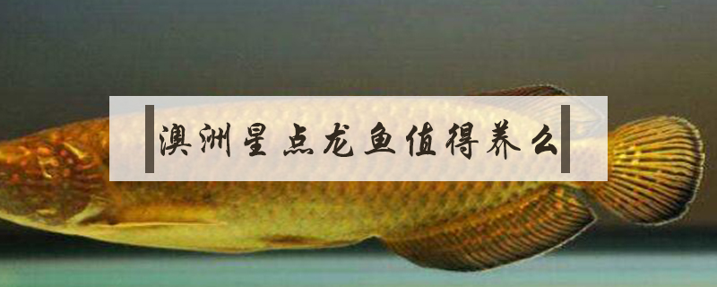 澳洲星點龍魚值得養么