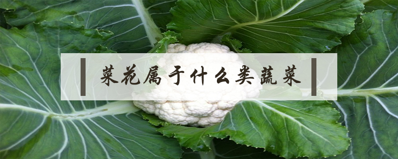 菜花屬于什么類蔬菜
