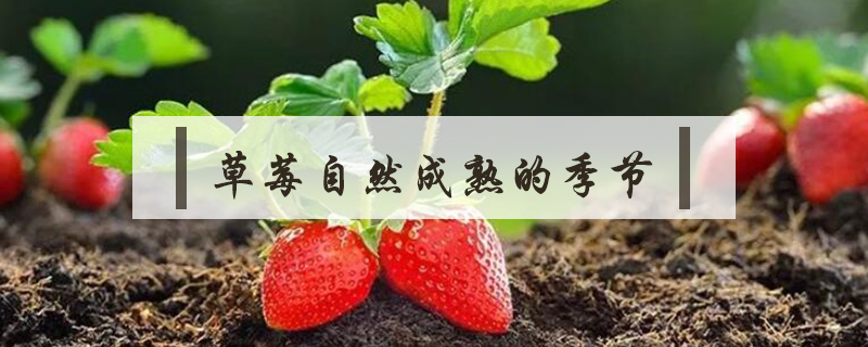 草莓自然成熟的季節