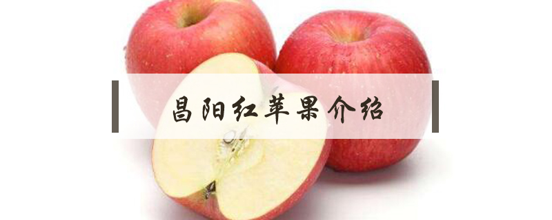昌陽紅蘋果介紹