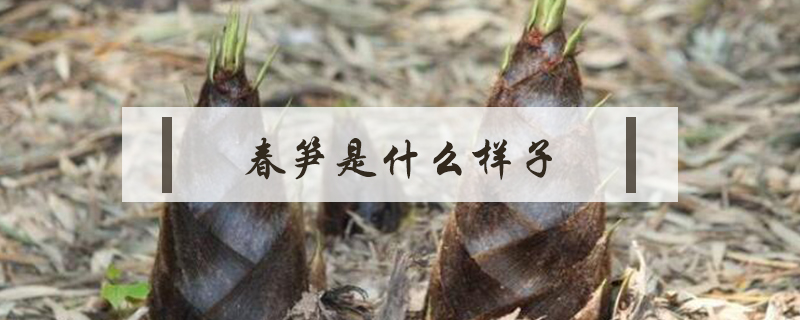 春筍是什么樣子