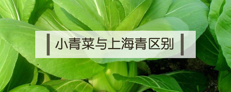 小青菜與上海青區別
