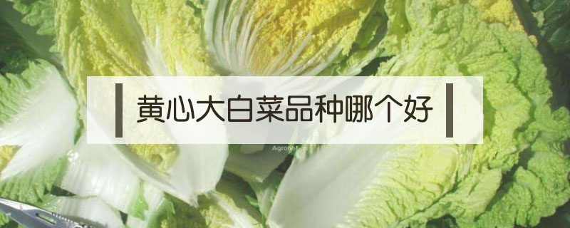 黃心大白菜品種哪個(gè)好