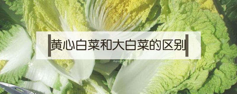 黃心白菜和大白菜的區(qū)別