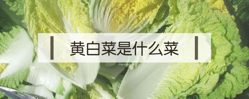 黃白菜是什么菜