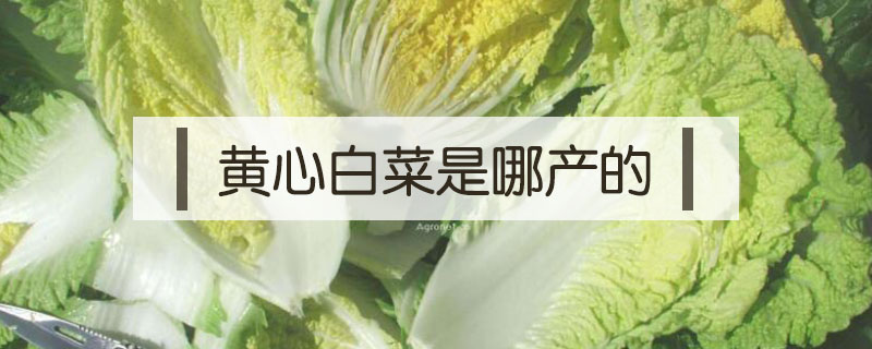 黃心白菜是哪產的