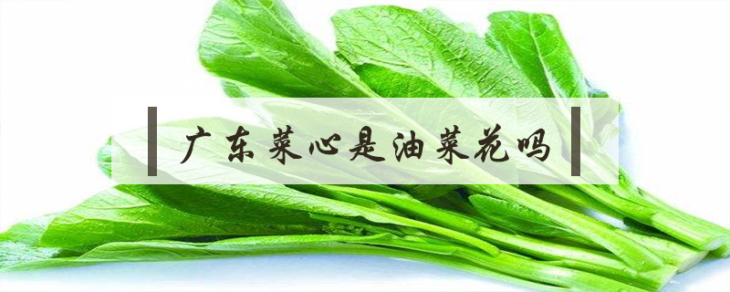 廣東菜心是油菜花嗎