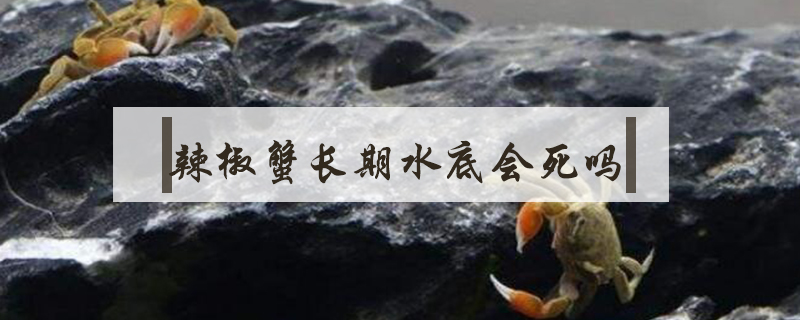 辣椒蟹長(zhǎng)期水底會(huì)死嗎
