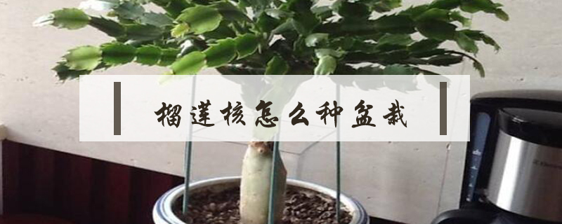 榴蓮核怎么種盆栽
