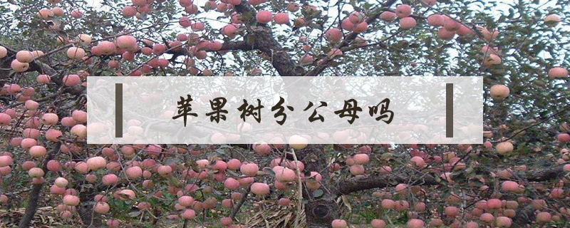 蘋果樹分公母嗎