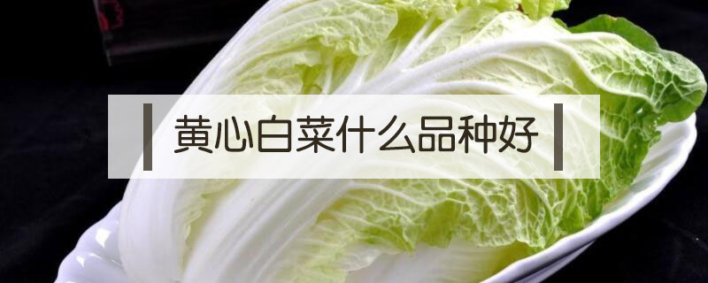 黃心白菜什么品種好