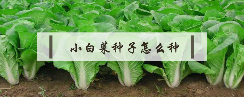 小白菜種子怎么種