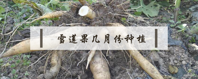 雪蓮果幾月份種植