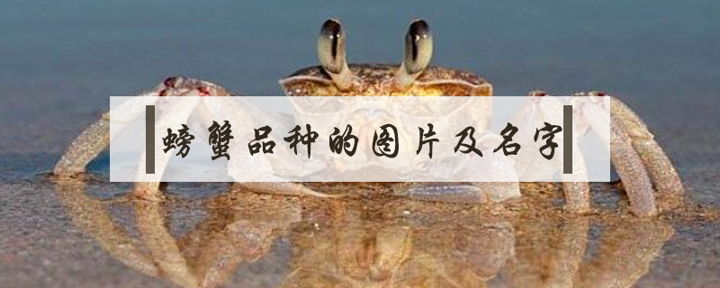 螃蟹品種的圖片及名字