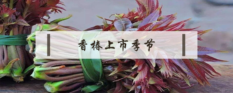 香椿上市季節(jié)
