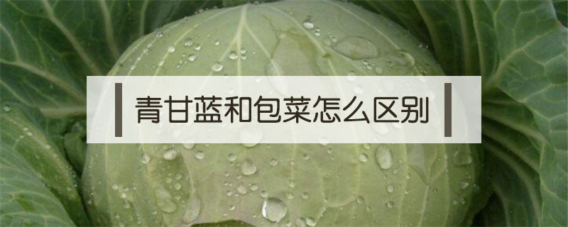 青甘藍和包菜怎么區別