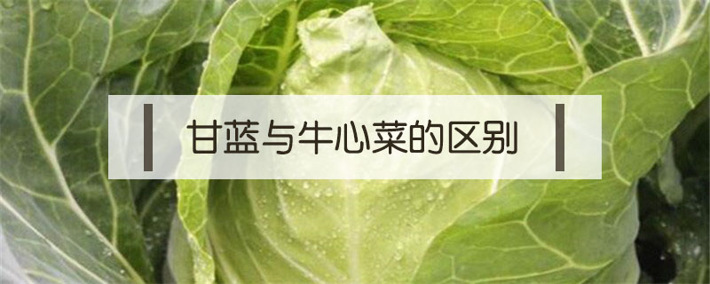 甘藍與牛心菜的區別