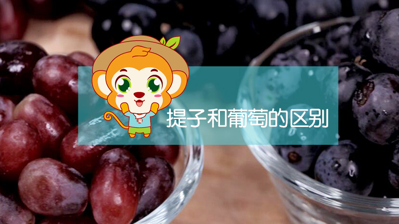 提子和葡萄的區(qū)別