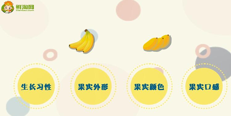 芭蕉和香蕉的區別