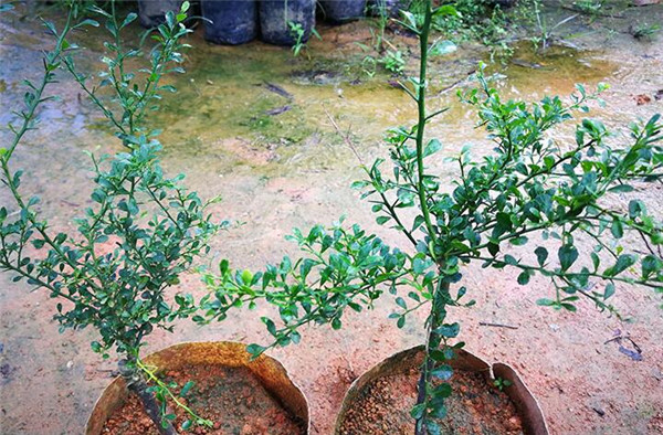 澳洲指橙苗種植技巧，澳洲指橙生長(zhǎng)環(huán)境