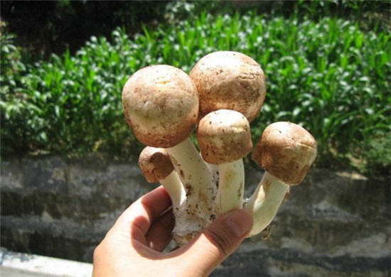 姬松茸的功效與禁忌，松茸不能和什么一起煮