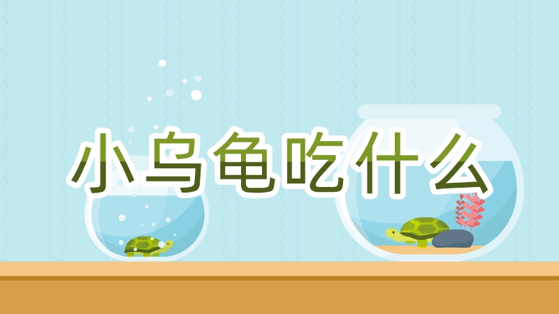 小烏龜吃什么