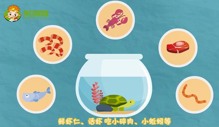 小烏龜吃什么