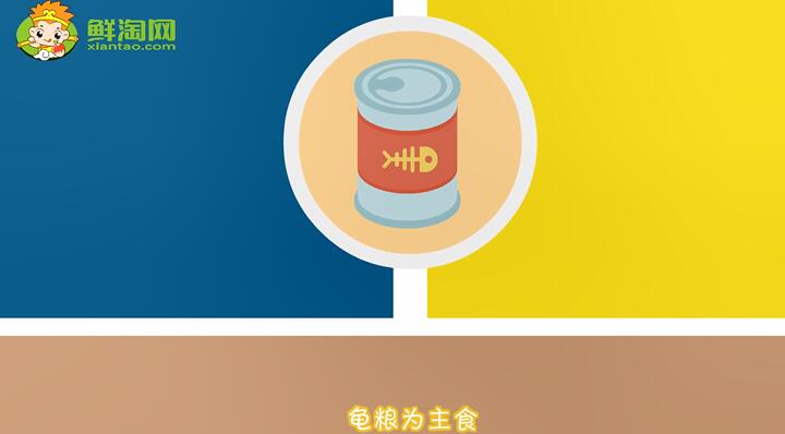 小烏龜吃什么