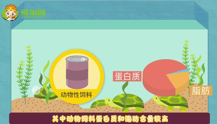 烏龜吃什么食物