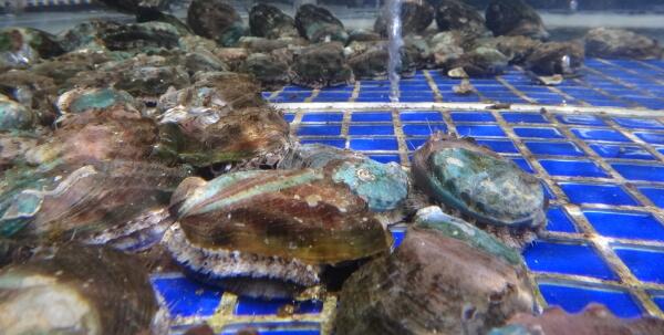 鮑魚怎么清洗，鮑魚清洗方法