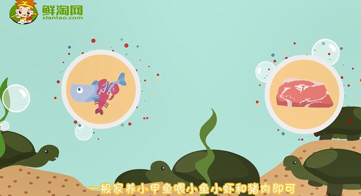 甲魚吃什么