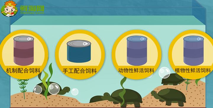 甲魚吃什么