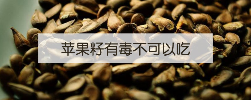 蘋果籽打碎了可以吃嗎