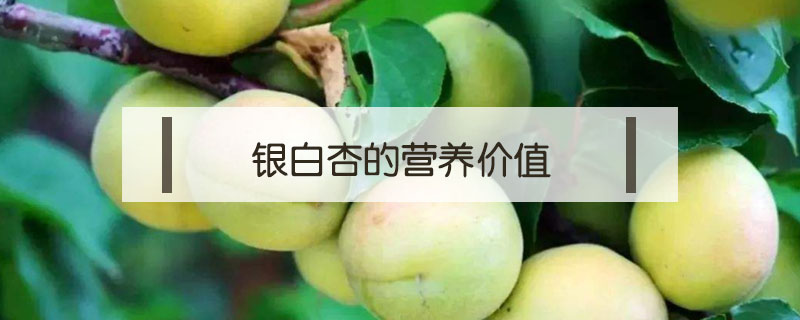 銀白杏的營養(yǎng)價值