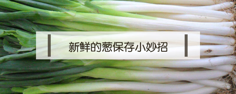 新鮮的蔥保存小妙招