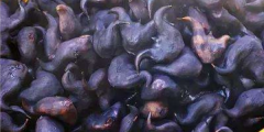 老菱角怎么種植，魚塘里能種菱角嗎
