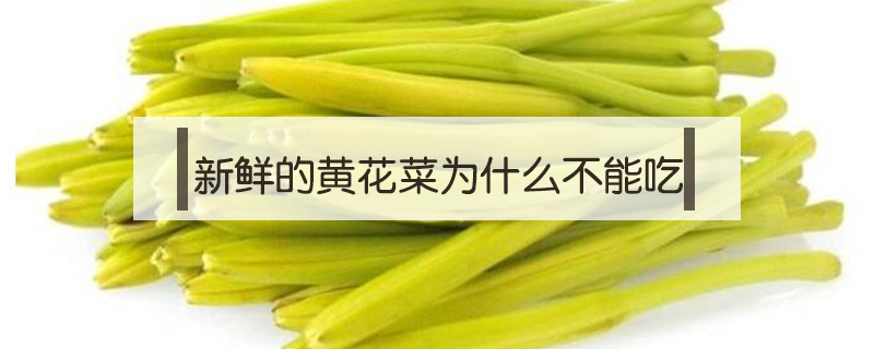 新鮮的黃花菜為什么不能吃