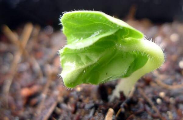 秋葵一年種幾次，秋葵種植時間和方法