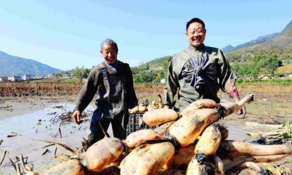 湖北蓮藕產(chǎn)地在哪里，湖北最大的蓮藕產(chǎn)地